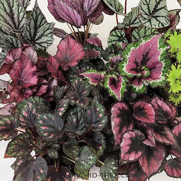 Rex Begonia | 8 Options