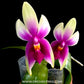 Phalaenopsis bellina sp.- FF