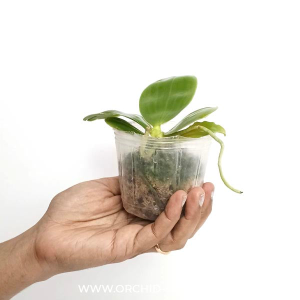 Phalaenopsis bellina var. coerulea Sp. Orchid Plant - FF