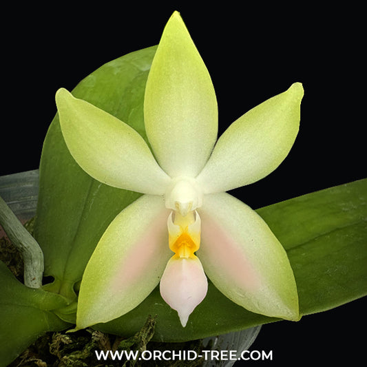 Phalaenopsis bellina var. pink 'Fire' x sib Orchid Plant - BS (Emerging spike)