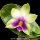 Phalaenopsis bellina var. coerulea Sp. Orchid Plant - FF