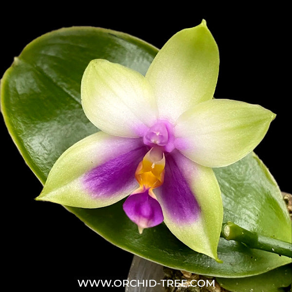 Phalaenopsis bellina var. coerulea Sp. Orchid Plant - FF