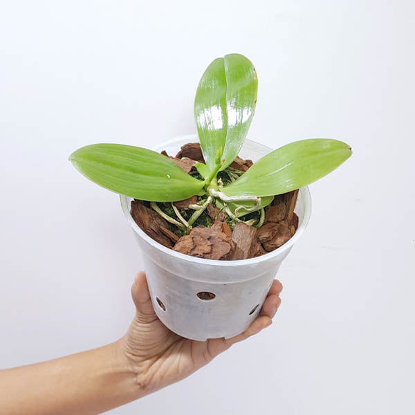 Phalaenopsis bellina var. pink 'Fire' x sib Orchid Plant - BS (Emerging spike)