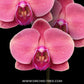 Phalaenopsis Ben Yu Coral Lady - FF
