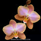 Phalaenopsis Berry Charmer Orchid Plant - FF