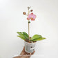 Phalaenopsis Berry Charmer Orchid Plant - FF