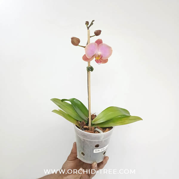 Phalaenopsis Berry Charmer Orchid Plant - FF