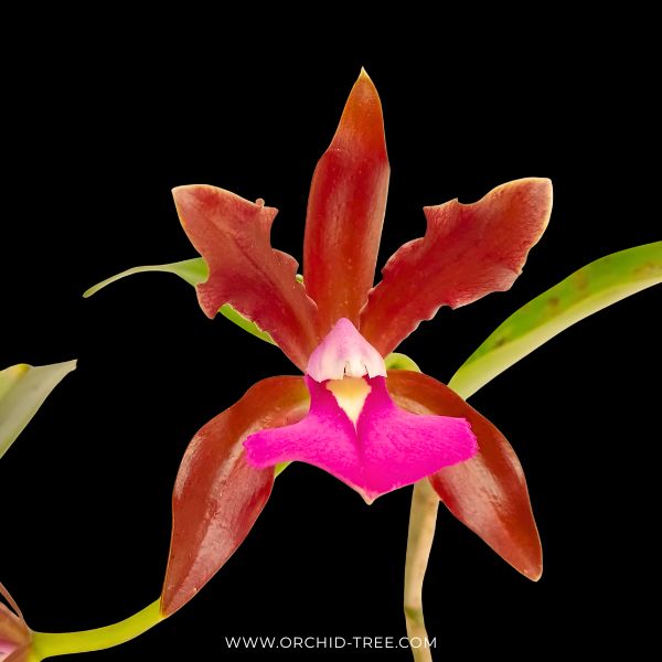Cattleya bicolor sp. Orchid Plant - FF ( Open Flowers)
