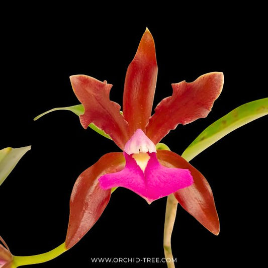 Cattleya bicolor sp. Orchid Plant - FF ( Open Flowers)