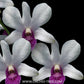 Dendrobium Big Charming Orchid Plant - BS