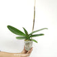 Phalaenopsis Big Omega Orchid Plant - FF