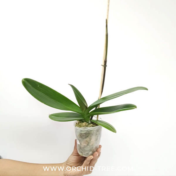 Phalaenopsis Big Omega Orchid Plant - FF