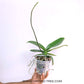 Phalaenopsis Big Time - FF