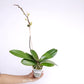 Phalaenopsis Big Mouse Orchid Plant - FF