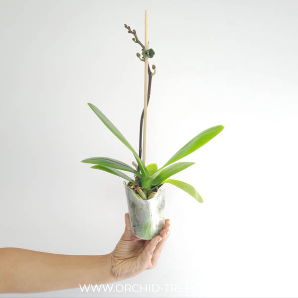 Phalaenopsis Big Mouse Orchid Plant - FF