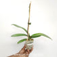 Phalaenopsis Big Mouse Orchid Plant - FF