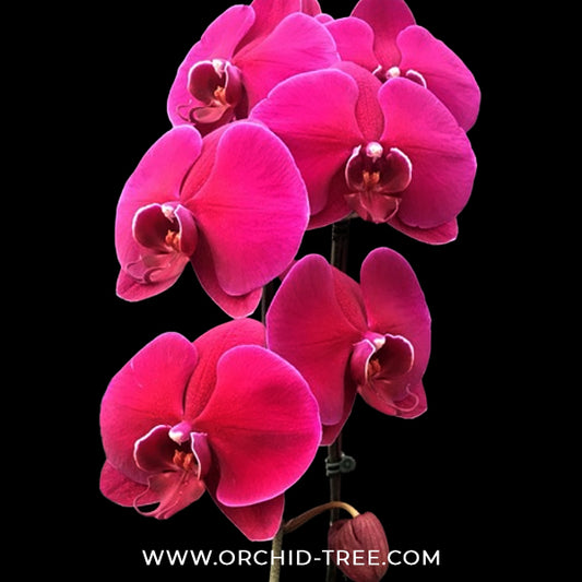 Phalaenopsis Big Omega Orchid Plant - FF