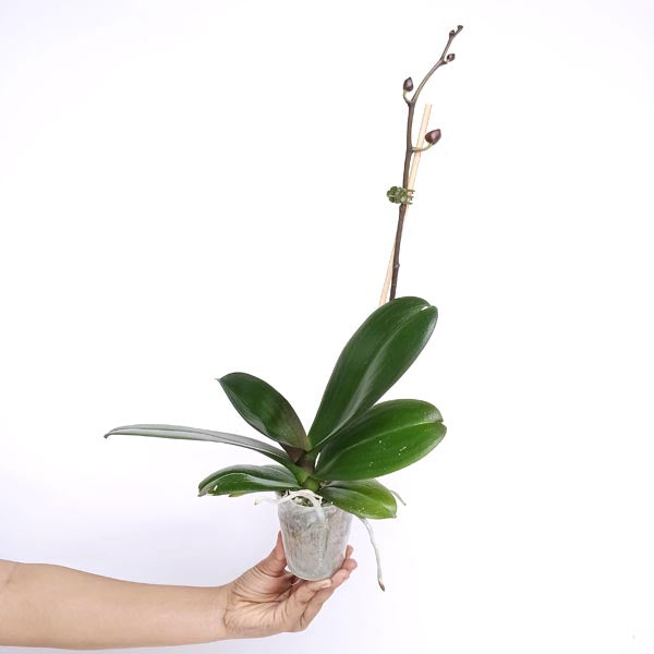 Phalaenopsis Lianher Omega Orchid Plant - FF