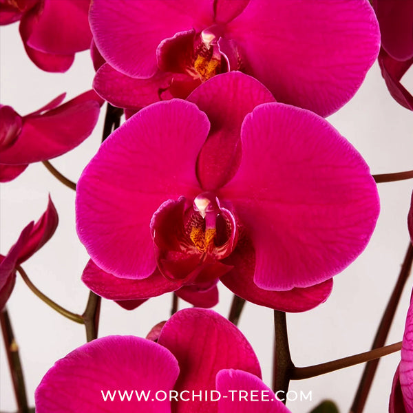 Phalaenopsis Big Omega Orchid Plant - FF
