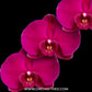Phalaenopsis Big Red Rose Orchid Plant -FF