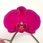 Phalaenopsis Big Red Rose Orchid Plant -FF