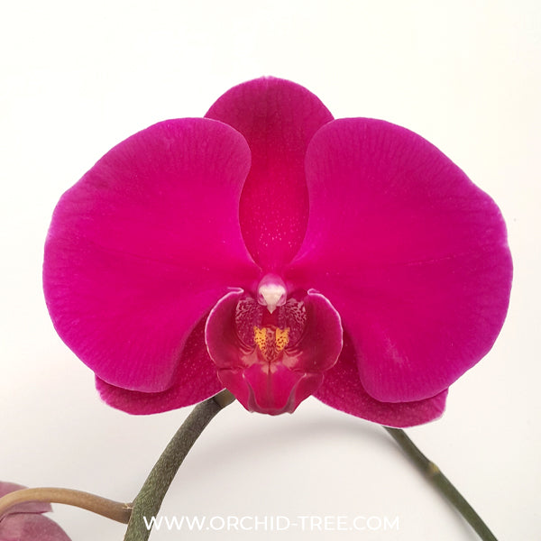 Phalaenopsis Big Red Rose Orchid Plant -FF