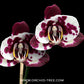 Phalaenopsis Big Splash Orchid Plant - FF