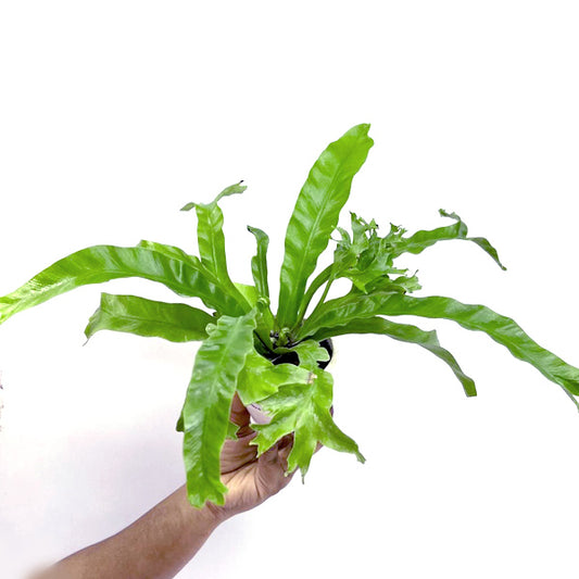 Bird's Nest Fern