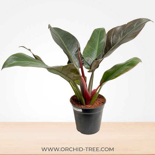 Philodendron Black Chocolate