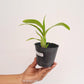 Encyclia Grc. Black Comet 'Indigo Blue' Orchid Plant - BS