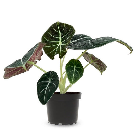Alocasia Black Velvet