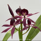Encyclia Grc. Black Comet 'Indigo Blue' Orchid Plant - BS
