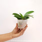 Phalaenopsis Evarise Blue Angel Orchid Plant - BS