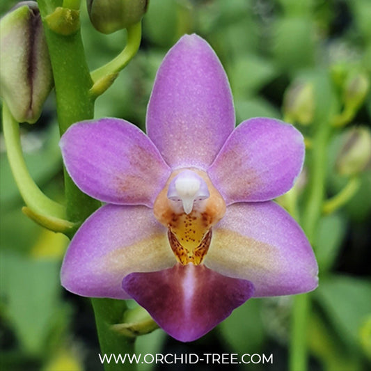 Phalaenopsis Evarise Blue Angel Orchid Plant - BS