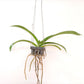 Rhynchostylis gigantea Blue Orchid Plant - BS