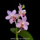 Phalaenopsis Evarise Blue Angel Orchid Plant - BS