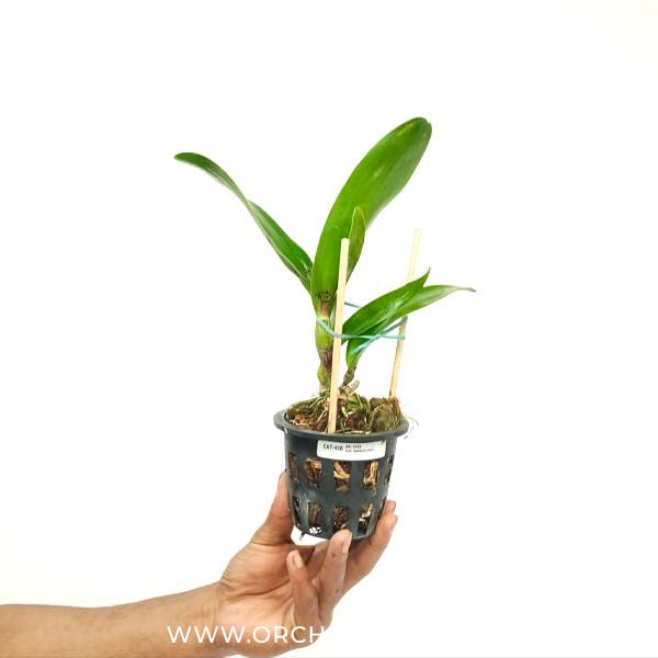 Cattleya Lipolani Blue Orchid Plant - BS