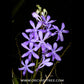 Vanda Darwinara Charm 'Blue Star' Orchid Plant - BS - Buy Orchids Plants Online by Orchid-Tree.com
