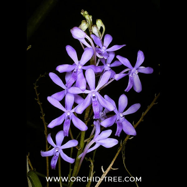 Vanda Darwinara Charm 'Blue Star' Orchid Plant - BS - Buy Orchids Plants Online by Orchid-Tree.com