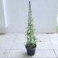 Blue Cluster Vine With Trellis