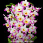 Dendrobium Bonanza 'Okayama' Orchid Plant - BS