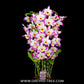 Dendrobium Bonanza 'Okayama' Orchid Plant - BS