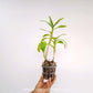 Dendrobium Boonchoo Gold x Burana Green Star - FF (Emerging Spike) - Buy Orchids Plants Online by Orchid-Tree.com