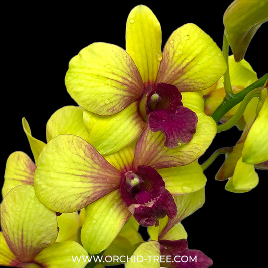 Dendrobium Boonchoo Gold x Burana Green Star - BS - Buy Orchids Plants Online by Orchid-Tree.com