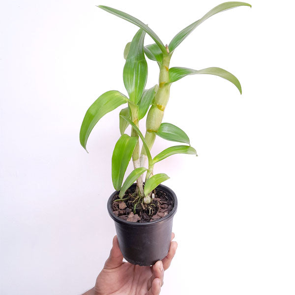 Dendrobium Boonchoo Gold x Burana Green Star - FF