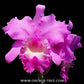 Cattleya (Rlc.) Boonrod Pink Orchid Plant - BS
