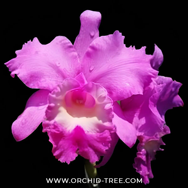 Cattleya (Rlc.) Boonrod Pink Orchid Plant - BS
