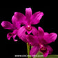 Cattleya bowringiana var. red sp. Orchid Plant - BS