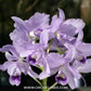 Cattleya bowringiana var. coerulea × self Orchid Plant - BS