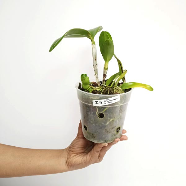 Cattleya bowringiana var. red sp. Orchid Plant - BS